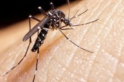 Ya son 301 los muertos por dengue y más de 438 mil los casos registrados