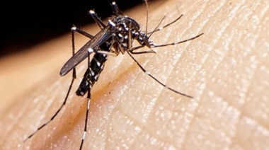 Ya son 301 los muertos por dengue y más de 438 mil los casos registrados en todo el país