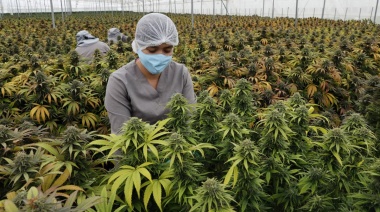 Cannabis: “Buscamos despenalizar la planta, que va a ser la próxima lucha”