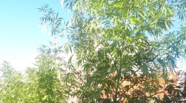 Descubrieron ocho kilos de marihuana en la casa de un dealer de drogas