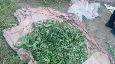 Descubrieron ocho kilos de marihuana en la casa de un dealer de drogas