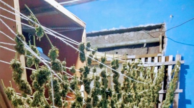 Allanan un "invernadero de marihuana" en una casa de Banfield