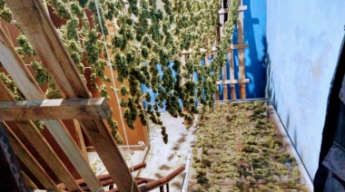 Allanan un "invernadero de marihuana" en una casa de Banfield