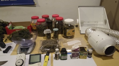 Allanan un "invernadero de marihuana" en una casa de Banfield