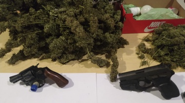 Allanan un "invernadero de marihuana" en una casa de Banfield