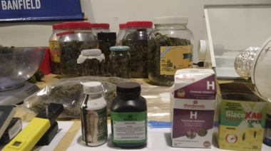 Allanan un "invernadero de marihuana" en una casa de Banfield