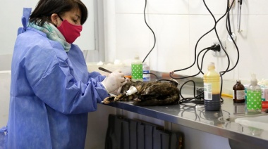 Zoonosis de Brown tiene nuevos quirófanos
