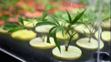 Avanza en diputados la creación de un programa provincial para el uso del cannabis