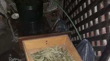 Incautaron más de seis kilos de marihuana de un vivero denunciado por vecinos