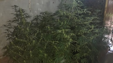 Incautaron más de seis kilos de marihuana de un vivero denunciado por vecinos