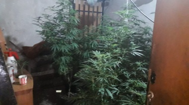 Incautaron más de seis kilos de marihuana de un vivero denunciado por vecinos