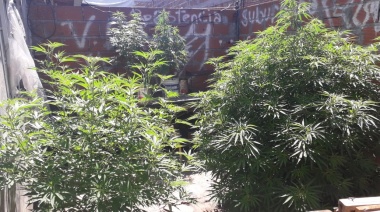 Incautaron más de seis kilos de marihuana de un vivero denunciado por vecinos