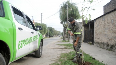 El municipio continúa con la forestación de plantas autóctonas en distintos barrios del distrito