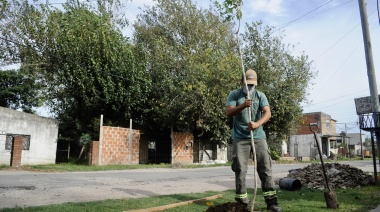 El municipio continúa con la forestación de plantas autóctonas en distintos barrios del distrito