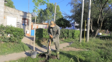 El municipio continúa con la forestación de plantas autóctonas en distintos barrios del distrito
