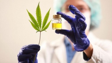 Hay acuerdo en la Cámara de Diputados para tratar la ley de cannabis de Kicillof