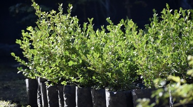 La comuna continúa con la plantación de 1200 arboles en plazas del distrito