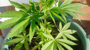 Denunció a su madre por tener plantas de marihuana en la terraza y la detuvieron