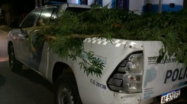 Llamaron a la Policía por un conflicto familiar pero encontraron 15 kilos de marihuana