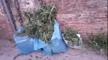 Secuestraron plantas de marihuana durante un allanamiento en busca de los autores de un robo