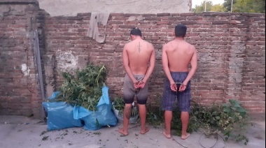 Secuestraron plantas de marihuana durante un allanamiento en busca de los autores de un robo