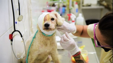 Veterinarios de Zoonosis Brown salvaron a “Beto”, un perro que padecía una avanzada infección