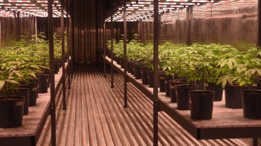 Inauguraron una biofábrica de cannabis medicinal en San Vicente