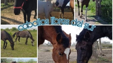 La ONG Caballos Libres del Sur reclama “voluntad política” para eliminar la tracción a sangre