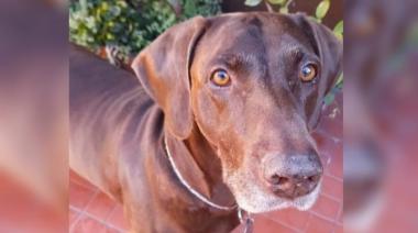 Se negó a declarar el jubilado acusado de balear perros en Remedios de Escalada