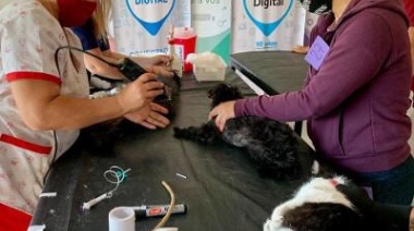 Zoonosis Brown vacunará perros y gatos en todas las localidades