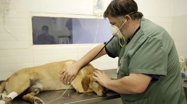 Convocan a veterinarios para sumarse a Zoonosis Brown