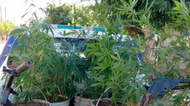 Lo denunciaron por pegarle a sus padres y descubrieron que tenía un invernadero de marihuana