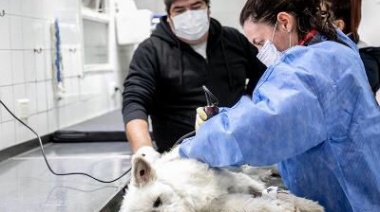 Zoonosis Brown: Se llevarán adelante jornadas de castraciones gratuitas en Mármol y Don Orione