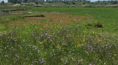 Declararon paisaje protegido al “Camino de las Flores” de Longchamps