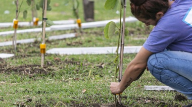 Con un plan de forestación histórico, ya plantaron 5 mil árboles