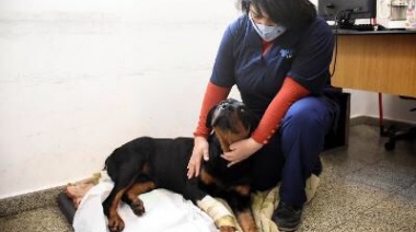Zoonosis Brown salvó a “Negrita”, una perrita de Glew gravemente herida