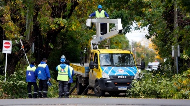 El Municipio realiza operativos de poda y corte de ramas para despejar luminarias, cámaras y semáforos