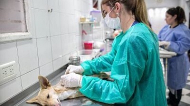 Zoonosis: Continúan los operativos de castración por las localidades