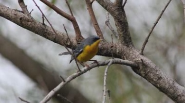 Revelan que en Brown vive el 10 por ciento de las especies de aves del país