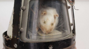 El ratón Belisario y el mono Juan, los primeros astronautas argentinos