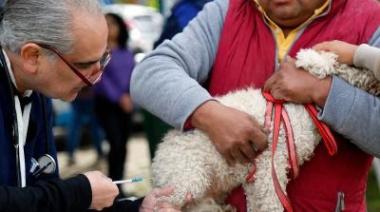 Conmemoran el "día del animal" con una nueva campaña de castraciones masivas