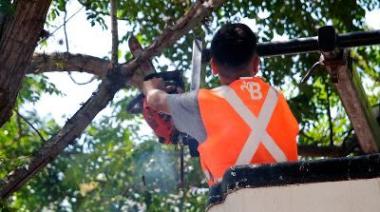 Lanzan una guía para la poda del arbolado público