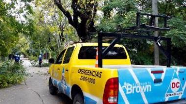 Lanzan una guía para la poda del arbolado público