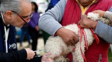 Continua la campaña de castraciones masivas