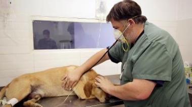 Continua la campaña de castraciones masivas