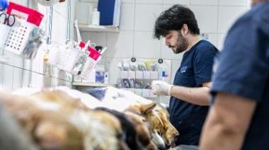 Llega el primer "punto fijo de castración" de Zoonosis Brown