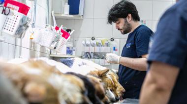 Nuevos operativos de castración en Glew