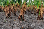 La oposición le pide a Kicillof la declaración de la Emergencia Agropecuaria