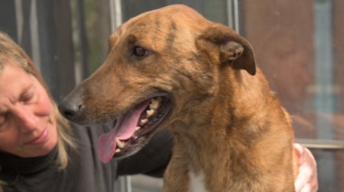 La feliz historia de Poncho, el perro que volvió tras dos meses gracias a Zoonosis Brown y Bomberos