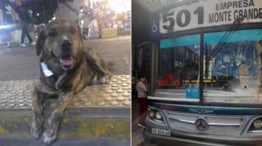 La muerte impune de "Tigre", un perro comunitario que conmovió a todo un barrio que pide justicia